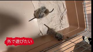 2026年8月20日#癒し #animals #可愛い #かわいい #動物 #cute #ペット