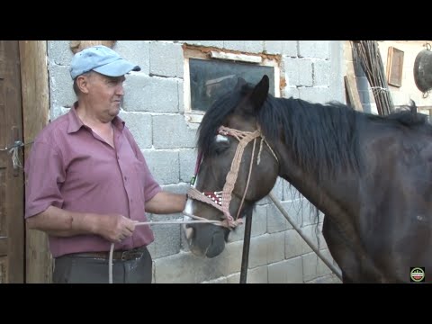 PRODAO SAM TRAKTOR A KUPIO KONJA  SAMARICA IZ BUČIĆA