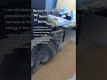 With Little Pawsitives Interpersonal Socialization Is One Of The Most Fulfilling Sessions Shorts
