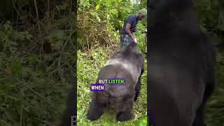 100 Men VS 1 Gorilla