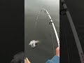 Video Thumbnail for 18” Swim Bait VS Pike