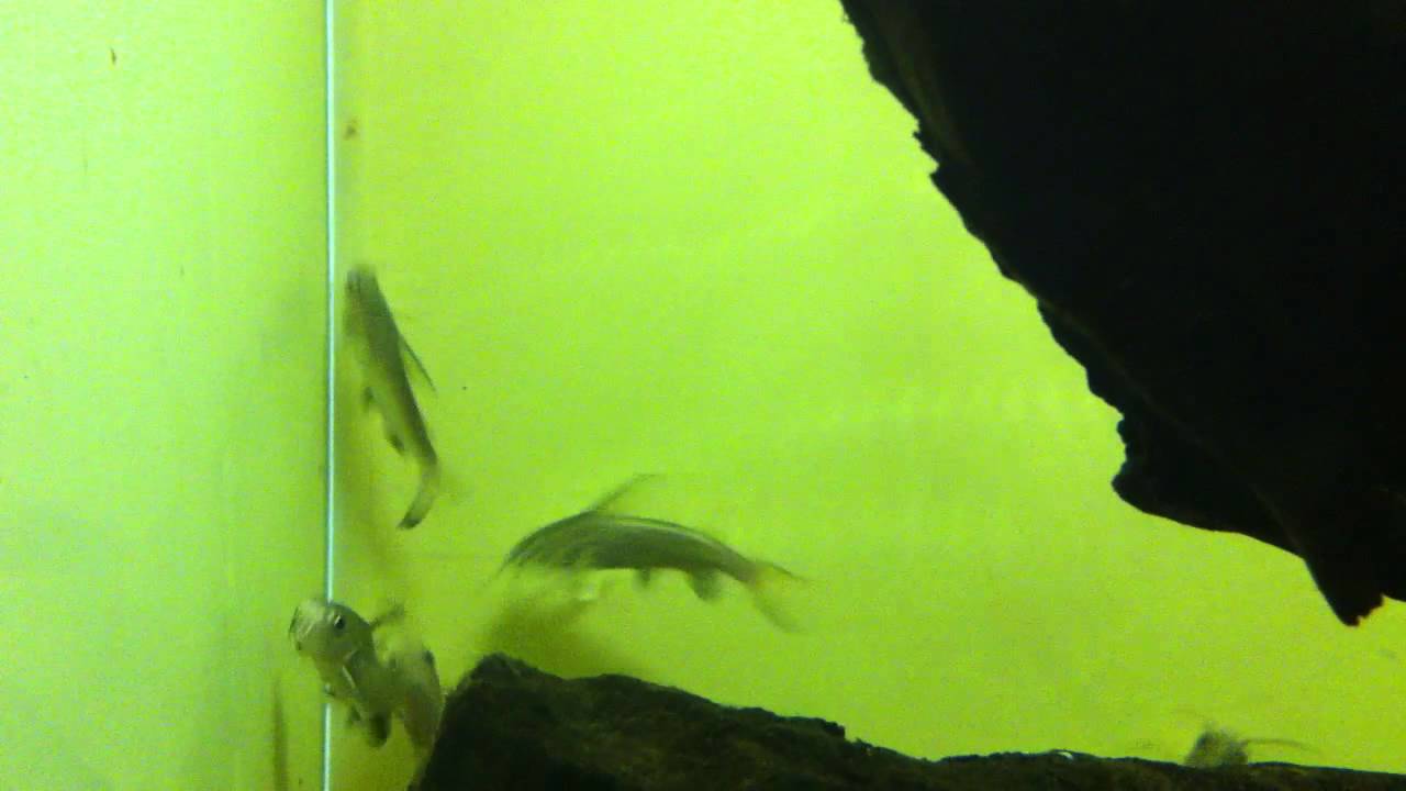 Mini Haai Arius Jordani Seemani