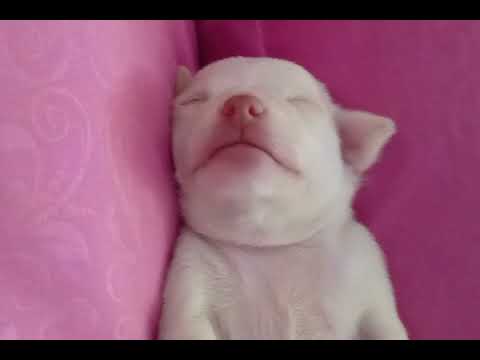 Baby Tora bobo siang