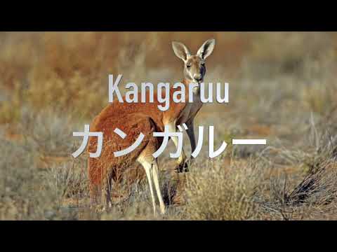 Japanese Class 101: Animals Part 3