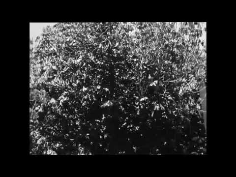 Sri Mersing 1961-Siti Payung-R Ismail, Rosiah Chik-Mustafa Maarof, Rosyatimah.