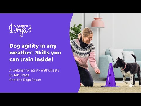 FREE Webinar: Dog agility in any weather: Skills you can train inside!