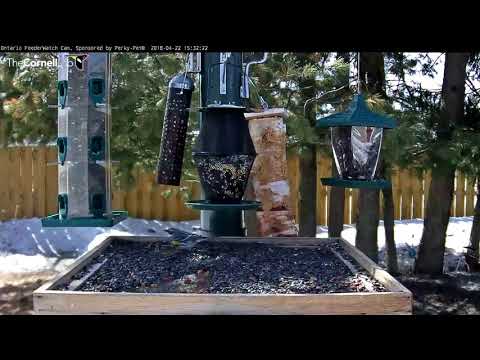 Ontario FeederWatch Cam Season Ends With Visit From Yellow-rumped Warbler – April 22, 2018