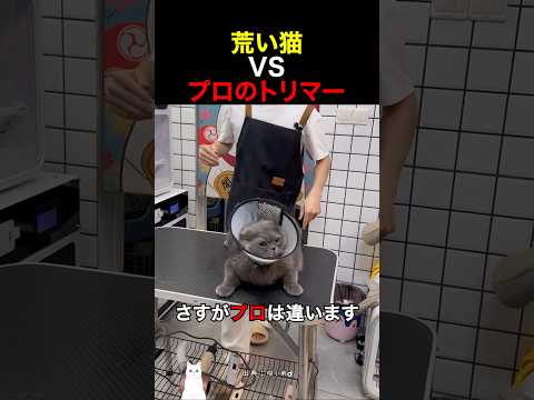 荒い猫 VS プロのトリマー