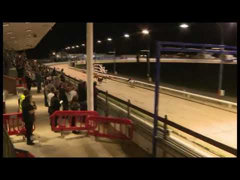 Bumblebee Bullet - Coral TV Trophy Final