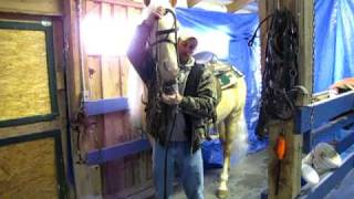 preview picture of video '#4013.- Spirit Of The Dove - Mark - Putting On Bridle - Greatest Manners!'