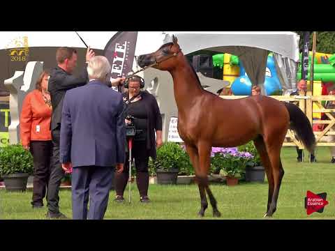 N.119 SAMEH AL SHAHANIA - Bruges 2018 Int B - Yearling Colts (Class 102A)