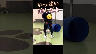 #コント#おもしろ #おもしろ動画 #いぬ #犬 #犬のいる暮らし #犬のいる生活 #犬動画 #ドッグ#dog#おもしろ動画 #かわいい#チャコ#パパ#漫才#いぬのいる生活 #おもちゃ