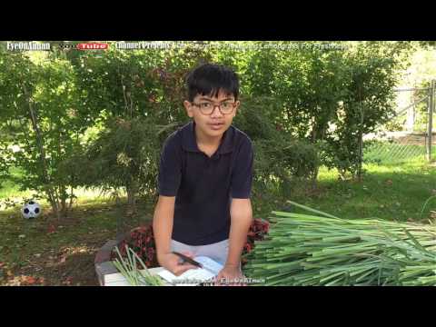 download lagu mp3 mp4 Can You Freeze Lemongrass, download lagu Can You Freeze Lemongrass gratis, unduh video klip Can You Freeze Lemongrass