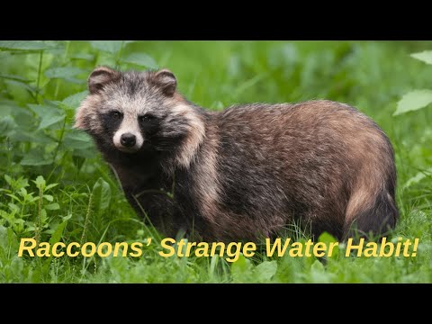 Why Raccoons Love Water: Food Washing Mystery
