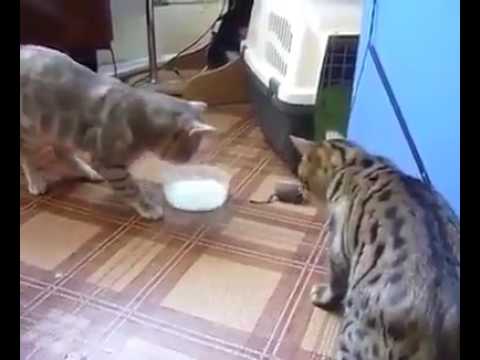 Cat kucing joy of having milk