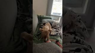 Video preview image #1 Chiweenie Puppy For Sale in San Antonio, TX, USA