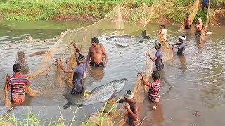 Fishing Machli Pakadana  Indian Rui Fish catch  CH