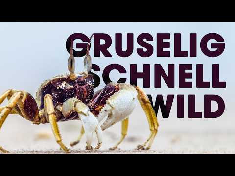 Keeping ghost crabs – an impossible dream? 👻🦀
