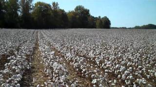 preview picture of video 'Cotton 101 First field visit'