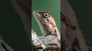 &quot;Lizard Kingdom 🦎🌿 | Exploring the Diverse Realm of Nature&#39;s Scaly Guardians 🌍&quot;