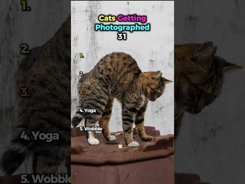 Cats Getting Photographed 31 📸🐱