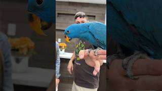 This Eclectus Parrot is BLUE! Natural Color Mutation