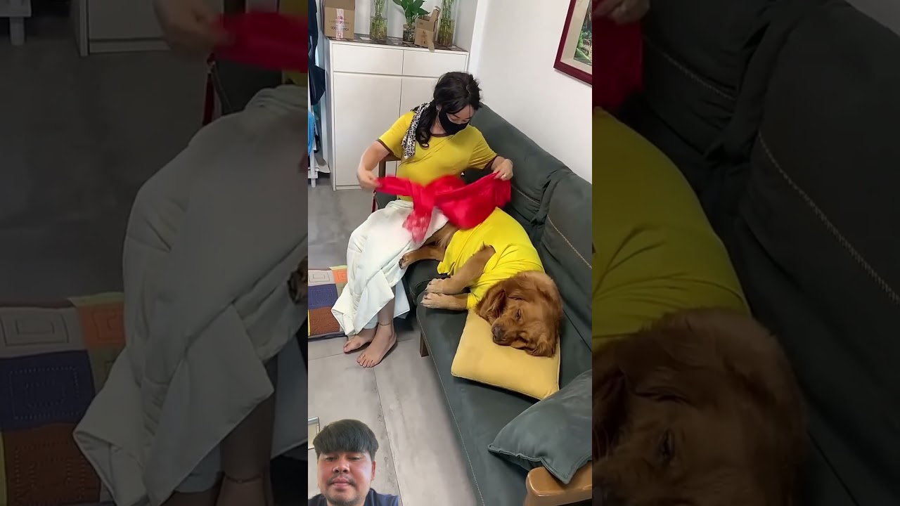 #dog #funny #goldenretreiver #puppy #pets #cute #dogshorts #amazing #animals #cutedog #dogs #shorts