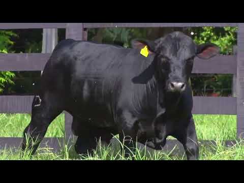 Lote 124 - Touro Brangus B16 - LEILÃO FAZENDA NOVA 2023 - GENÉTICA 16 ...