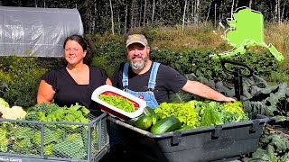 Alaska Cabin Life - HUGE Alaskan Garden Harvest! - Fried SLUGS?! 🤢