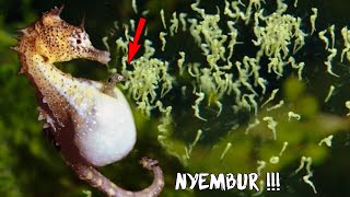 Download lagu This is How Seahorses Give Birth!! Animals Give Birth That We Rarely Know About mp3