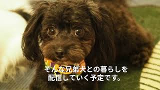 【初投稿】はじめまして！パピヨンとパピプー兄弟犬の暮らしの日記が始まりました。