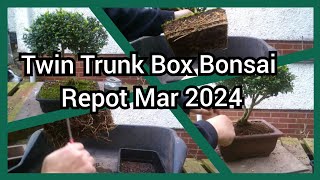 Twin Trunk Box Bonsai Repot Mar 2024
