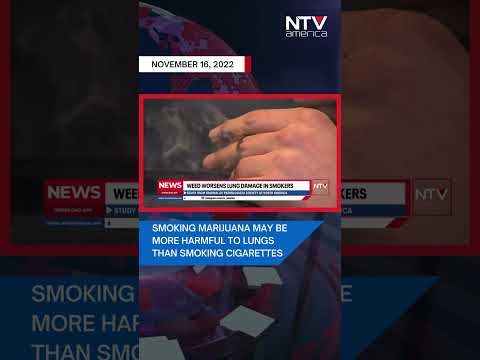 Smoking marijuana may be more harmful to lungs than smoking cigarettes, study finds.