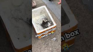 Download lagu Menyelamatkan anak kucing yang hampir mati 😥 mp3