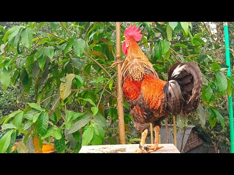 Most beautiful rooster chicken