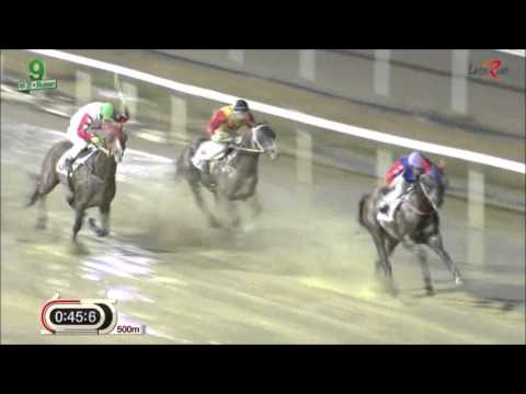 Doraonpogyeongseon - Busan Racecourse - November 13, 2015 (English)