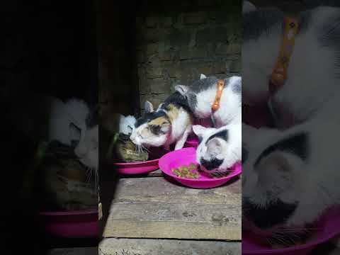 Please donate through the GoFundMe link in bio #cats #harley #florida #catslove