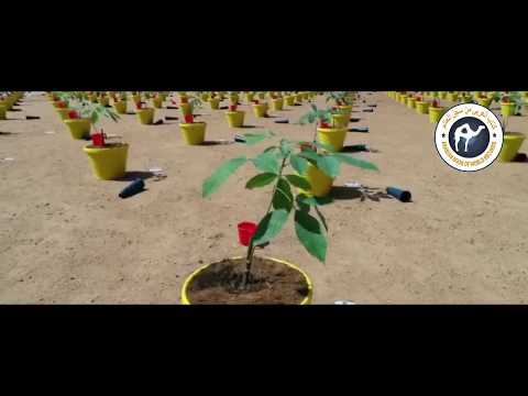 1500 students in Planting of 1500 rubber plants in Less than 5 Seconds | Arabian World Records |