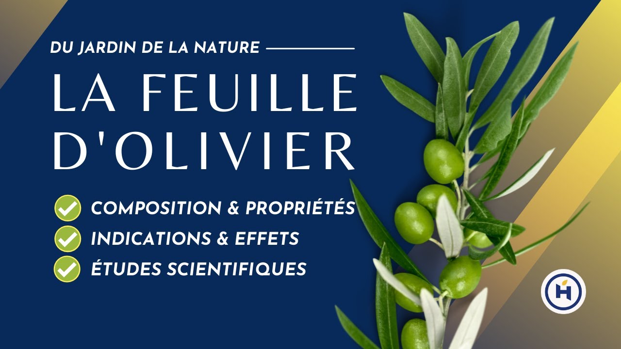 Feuille d'Olivier: Quels effets sur le cholestérol, le diabète ou les infections 
