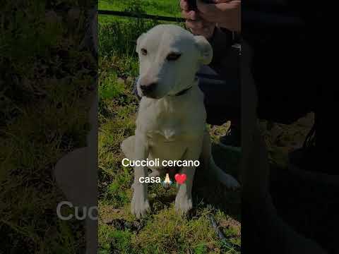 Regalo Neve dolce cucciola taglia media in adozione 