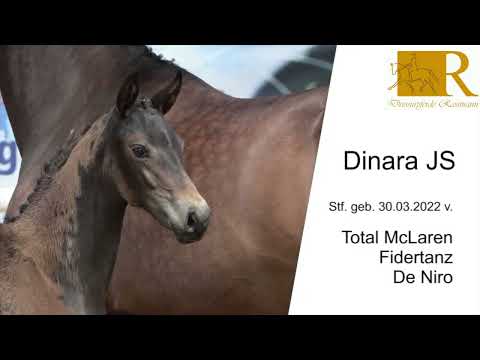 2022 Oldenburger Stutfohlen von Total Mc Laren - Fidertanz - De Niro