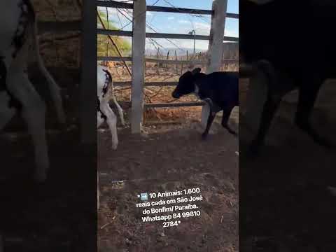 *➡️ 10 Animais: 1.600 reais cada em São José do Bonfim/ Paraíba. Whatsapp 84 99810 2784* #gado