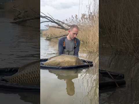 Short Sessions – Big Results🎣🔥#karpfenangeln #carpfishing #fishing  #bigcarp #carplife  #carp