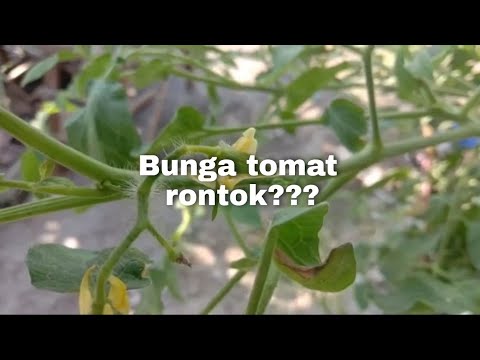 , title : 'Kenapa sih bunga tomat bisa rontok???'