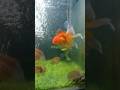 Big Size Oranda Goldfish Aquarium With Big Fantastic Fantail Fishtank Fish Fishlovers Fishingvi