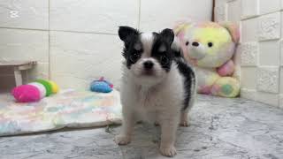 チワワ(ロング)の動画01