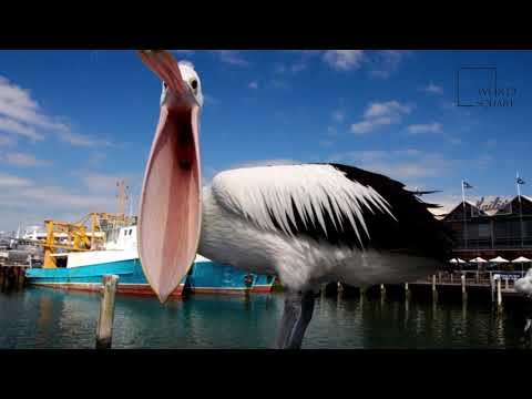 Interesting facts about Australian pelican by weird square