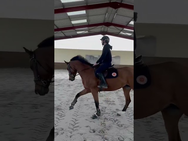 &Agrave; Vendre Jument Oldenbourg de 9 ans