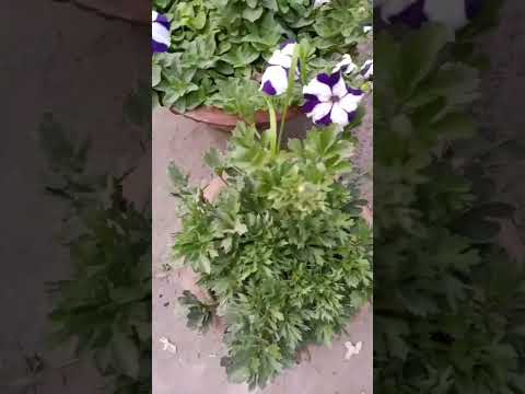 , title : 'growing Persian buttercup flower in pot #shorts #viral #garden #flowers #shortvideo #winter #short'