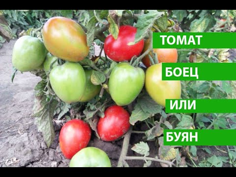 Томат Боец или Буян, не требует к себе внимания и выдает при этом много вкусного урожая